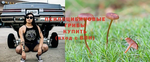 прущие грибы Алзамай