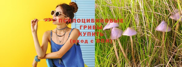 прущие грибы Алзамай